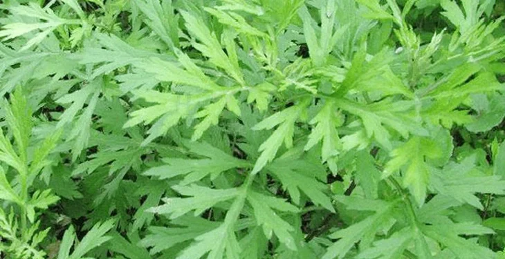 Vì sao ngải cứu được mệnh danh ‘vua thảo mộc’