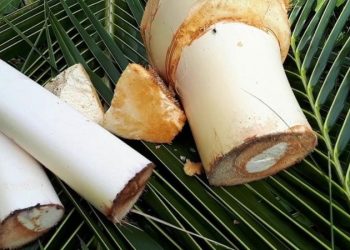 Củ hủ dừa là củ gì? Công dụng của củ hũ dừa đối với sức khỏe mà bạn nên biết