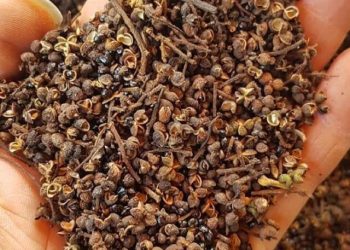 Mắc khén là gì? Top 10 tác dụng của mắc khén