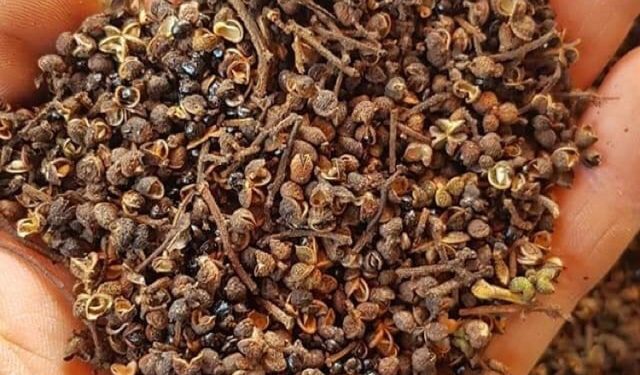 Mắc khén là gì? Top 10 tác dụng của mắc khén